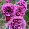 aprildotson614